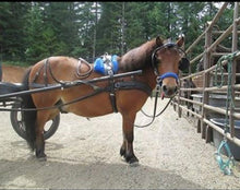 Royal blue side pull hackamore  bitless attachment.... with black or  brown chinstrap...all sizes