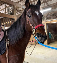 Red side pull hackamore  bitless attachment... with black or  brown chinstrap...all sizes