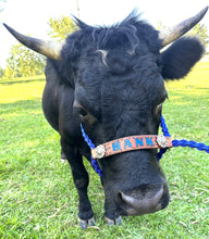Personalized cow halter small mini cow or calf