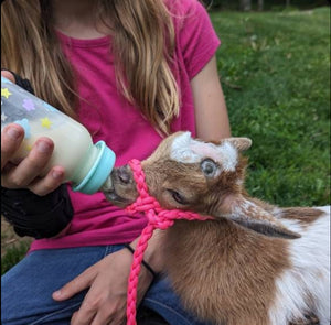 goat adjustable halter and lead, sheep, alpaca, etc