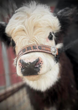 Personalized cow halter small mini cow or calf