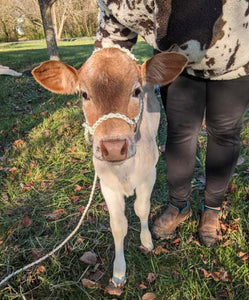 Small livestock adjustable halter and lead, sheep, alpaca, small cow