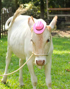 personalized desert sand small livestock halter .  Great for alpacas, small cows, goats, sheep, etc