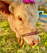 Personalized black Nylon cow halter all sizes.