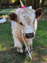 Small livestock adjustable halter and lead, sheep, alpaca, small cow