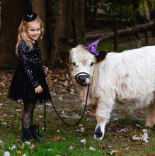 goat adjustable halter and lead, sheep, alpaca, small cow, etc.