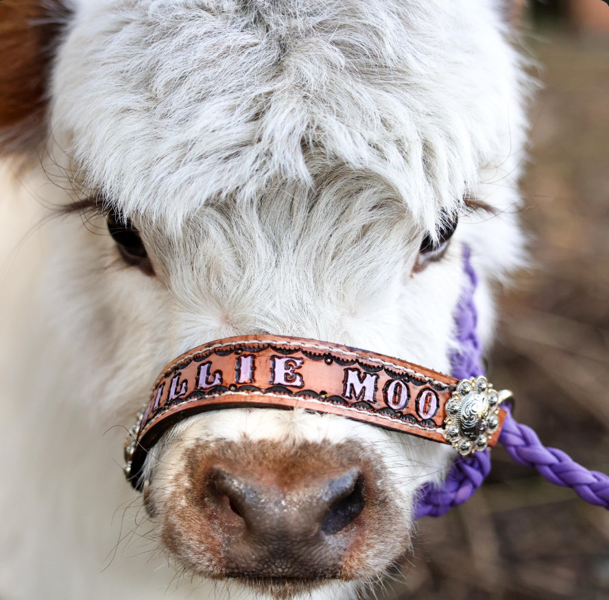 Personalized cow halter small mini cow or large cow