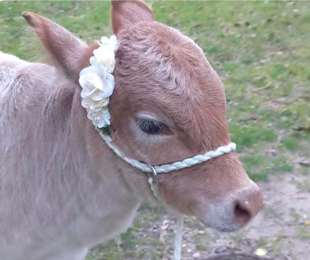 Small livestock adjustable halter and lead, sheep, alpaca, small cow