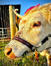 Personalized black Nylon cow halter all sizes.