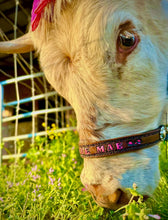 Personalized black Nylon cow halter all sizes.