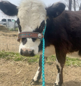 Personalized cow halter large cow or mini cow size green turquoise