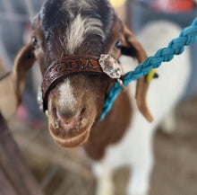 Personalized  goat halter you can choose the color from the color chart - Tiffanys Braided Tack LLC
