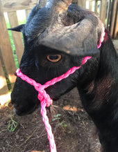 goat adjustable halter and lead, sheep, alpaca, small cow, etc.