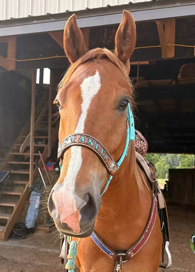 PERSONALIZED   nylon horse halter turquoise