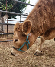 Personalized blue Nylon cow halter all sizes.