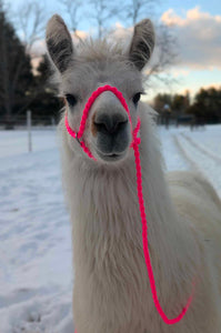 Alpaca adjustable halter and lead, sheep, goat, alpaca, etc