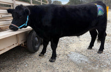 Personalized blue Nylon cow halter all sizes.