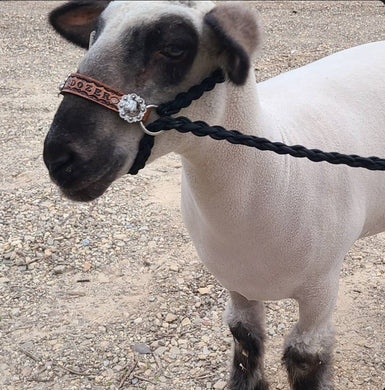 Personalized goat halter.