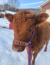 Personalized cow halter small mini cow or large cow purple - Tiffanys Braided Tack LLC