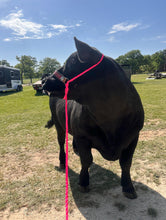Personalized cow halter large cow or mini cow size hot pink