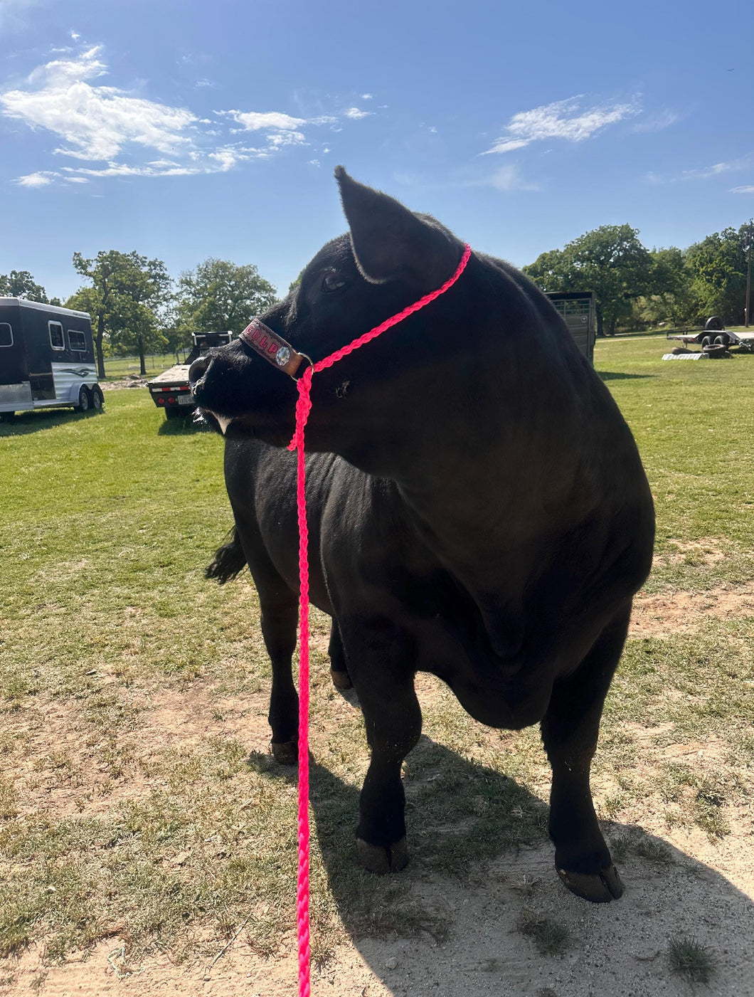Personalized cow halter large cow or mini cow size hot pink