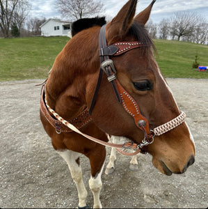 side pull hackamore "with a whoa"  AVERAGE horse size with brown chinstrap