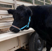 Personalized blue Nylon cow halter all sizes.