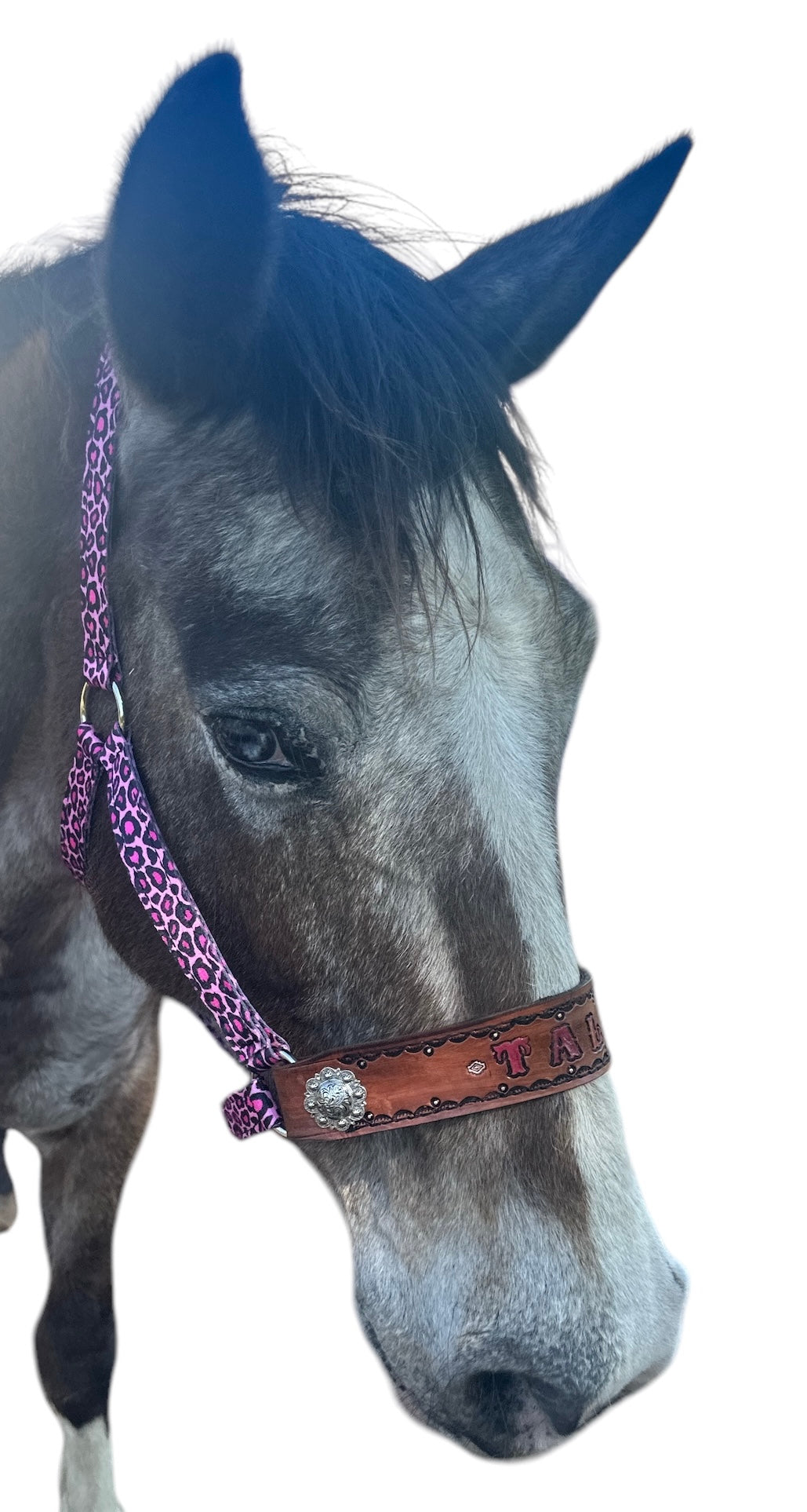 PERSONALIZED pink cheetah nylon horse halter