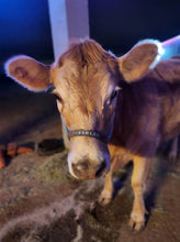 Personalized blue Nylon cow halter all sizes.