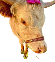 Personalized black Nylon cow halter all sizes.
