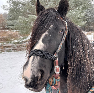 Side Pull Hackamore with a fancy noseband bitless attachment all sizes SOLID COLOR