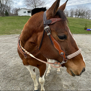 Desert sand side pull hackamore  bitless attachment.... with black or  brown chinstrap...all sizes